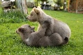 Opustené medvieďatá zo Zázrivej našli nový domov: Skončia v jednej zo slovenských zoo