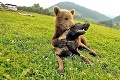 Opustené medvieďatá zo Zázrivej našli nový domov: Skončia v jednej zo slovenských zoo