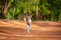 Lemury z Madagaskaru sa inšpirovali rozprávkovou postavičkou: Ja tak rád trsááám trsám