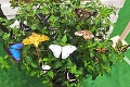 Jedinečná expozícia na Liptove: Motýlia šou v priamom prenose
