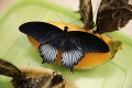 Jedinečná expozícia na Liptove: Motýlia šou v priamom prenose