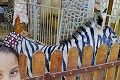 Egyptská zoo má nový prírastok: Na prvý pohľad je to zebra! Pozrite sa lepšie a bude vám to jasné