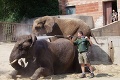 V bojnickej zoo plánujú zmeny za 5 miliónov eur: Dobré správy pre slonice Maju a Guľu