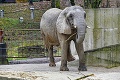 V bojnickej zoo plánujú zmeny za 5 miliónov eur: Dobré správy pre slonice Maju a Guľu