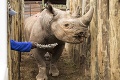 Už zostali len dva jedince: V Keni uhynul ďalší kriticky ohrozený nosorožec čierny