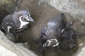 V Košickej zoologickej záhrade pribudlo niekoľko mláďat: Pri pohľade na nich sa budú deti rozplývať