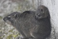 V Košickej zoologickej záhrade pribudlo niekoľko mláďat: Pri pohľade na nich sa budú deti rozplývať