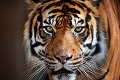 Policajný zásah pri Prahe: Zabíjali v zooparku tigre?!