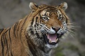 Hrozivá tragédia v ZOO: Návštevníci počuli z výbehu tigra posledný výkrik ošetrovateľky, potom nastal nekontrolovateľný chaos!