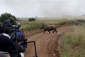 Obrovská tragédia: V Keni uhynulo 8 jedincov kriticky ohrozeného druhu nosorožca čierneho