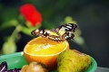 Bojnická zoo láka na nové ťaháky leta: Jedinečný pohľad na škorpióniu mamu nie je pre každého