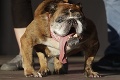 Preslávil sa visiacim jazykom aj do očí bijúcim detailom na pazúroch: Zomrel najškaredší pes na svete