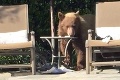 Medveď si urobil piknik v záhrade: Yogi sa presťahoval