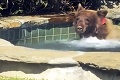Medveď si urobil piknik v záhrade: Yogi sa presťahoval