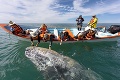 Majú dokonalú navigáciu, no aj tak sa zamieria v ústrety smrti: Prečo veľryby končia na súši?