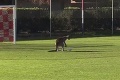 Maskot? Futbalový zápas ženskej ligy mal nevšedného návštevníka