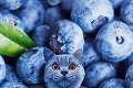 Mladá Ruska má instagram plný šialených záberov mačiek: Videli ste už niečo také čudné?!