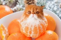 Mladá Ruska má instagram plný šialených záberov mačiek: Videli ste už niečo také čudné?!