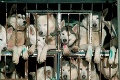 V Južnej Kórei ročne skonzumujú milión psov, teraz to zakázali: Majitelia bitúnkov protestujú