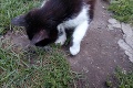 Roman si všimol, že jeho mačka sa hrá s niečim v tráve: Takéto stvorenie ešte nevidel!