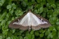Na Slovensku vyčíňa nebezpečný motýľ z Ázie: Je mimoriadne zákerný