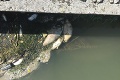 Prečo v v Malom Dunaji uhynulo množstvo rýb? Nechutné zábery, z ktorých sa vám zdvihne žalúdok