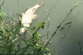 Prečo v v Malom Dunaji uhynulo množstvo rýb? Nechutné zábery, z ktorých sa vám zdvihne žalúdok