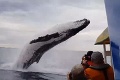 Aj veľryby sa vedia predvádzať: Turistom spravila úžasnú šou