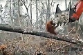 Neskutočné zábery z džungle: Hrdinský orangutan bránil strom pred bagrom