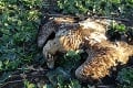 Otrava dravcov v Nitrianskom kraji: Policajti našli v dome dlhoročného poľovníka nebezpečný karbofurán