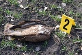 Ďalšie chránené vtáky boli otrávené nebezpečnými látkami: Polícia vyzýva k mimoriadnej ostražitosti