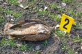 Otrava dravcov v Nitrianskom kraji: Policajti našli v dome dlhoročného poľovníka nebezpečný karbofurán