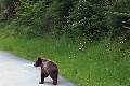 Nečakané stretnutie vodiča autobusu s medveďom: Blažo zachytil unikátne zábery!
