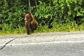 Medvede strácajú prirodzenú plachosť: Peter natočil video z nečakaného stretnutia!