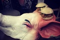 TOP fotky z reštaurácií, ktoré chceli očariť zákazníkov: Uvidíte to naservírované kura, puknete od smiechu!
