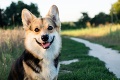 Milovníkom zvierat sa roztápajú srdcia: Video tancujúceho psíka je hitom internetu