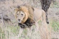 Smutný koniec obľúbeného levieho kráľa: Pri pohľade na tú fotku vám bude do plaču