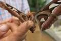 Prekvapivá šou v Košiciach: Najväčší motýľ na svete si nikdy nevychutná niečo, čo človek potrebuje každú chvíľu!