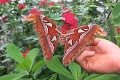 Prekvapivá šou v Košiciach: Najväčší motýľ na svete si nikdy nevychutná niečo, čo človek potrebuje každú chvíľu!