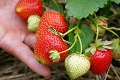 Začína sa sezóna sladučkého ovocia: Ako využiť májové plody prírody?