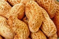 Colníci sa nestačili diviť: V zásielke arašidov našli zakázanú látku za milióny eur!