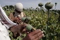 Polícia objavila pole s makom, z ktorého sa získavalo ópium: Pestovatelia by zaň zhrabli 300-tisíc!