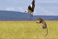 Leopard dostal chuť na bociana: Poďme spolu lietať!