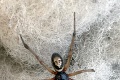 Muža uhryzol pavúk: Keď mu zložili obväz, odpadol z pohľadu na vlastnú ruku!