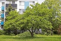 V Bratislave je množstvo ovocných stromov: Kde rastú čerešne, jablone či figy?