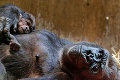 Gorilia matka rozmaznáva svojho syna: Z lásky by ho zjedla