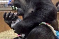 Gorilia matka rozmaznáva svojho syna: Z lásky by ho zjedla