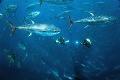 OSN vyhlásila Svetový deň tuniaka: Chce upozorniť na dôležitý problém