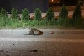 Záchranári v Bratislave pomáhali bobrovi! Viac ako on ich zarazil iný problém: Toto museli robiť 3 hodiny