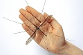 V Číne objavili obrí hmyz: Komár je vo veľkosti malej helikoptéry